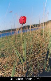 Нажмите на изображение для увеличения
Название: tulips.jpg
Просмотров: 360
Размер:	33.0 Кб
ID:	1908