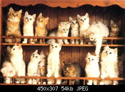 Нажмите на изображение для увеличения
Название: много кошек!.jpg
Просмотров: 414
Размер:	54.1 Кб
ID:	321