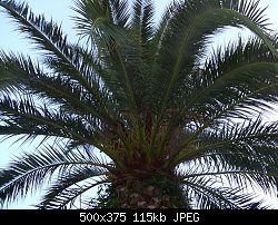 Нажмите на изображение для увеличения
Название: пальма.jpg
Просмотров: 374
Размер:	114.8 Кб
ID:	61755