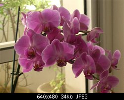 Нажмите на изображение для увеличения
Название: orchidea1.jpg
Просмотров: 428
Размер:	34.3 Кб
ID:	4853
